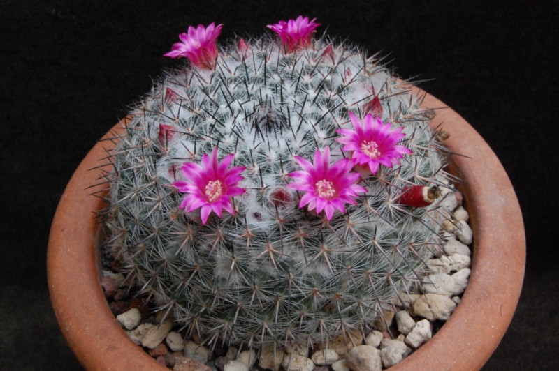 Mammillaria aff. woodsii ROG 578