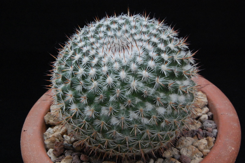 Mammillaria aff. saetigera ROG 432