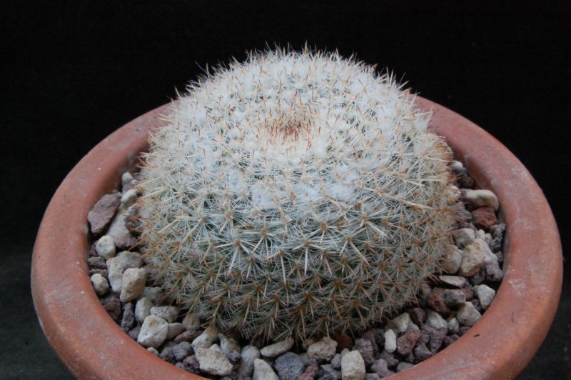 Mammillaria saetigera ROG 249