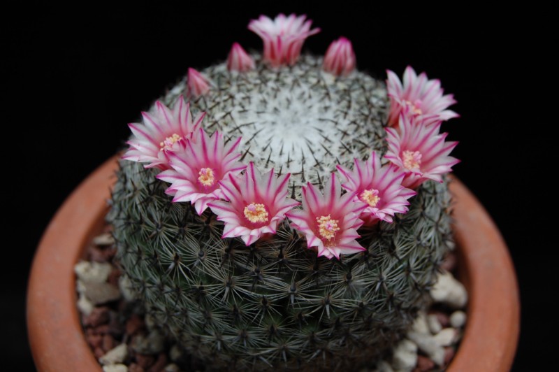 Mammillaria aff. formosa ROG 326