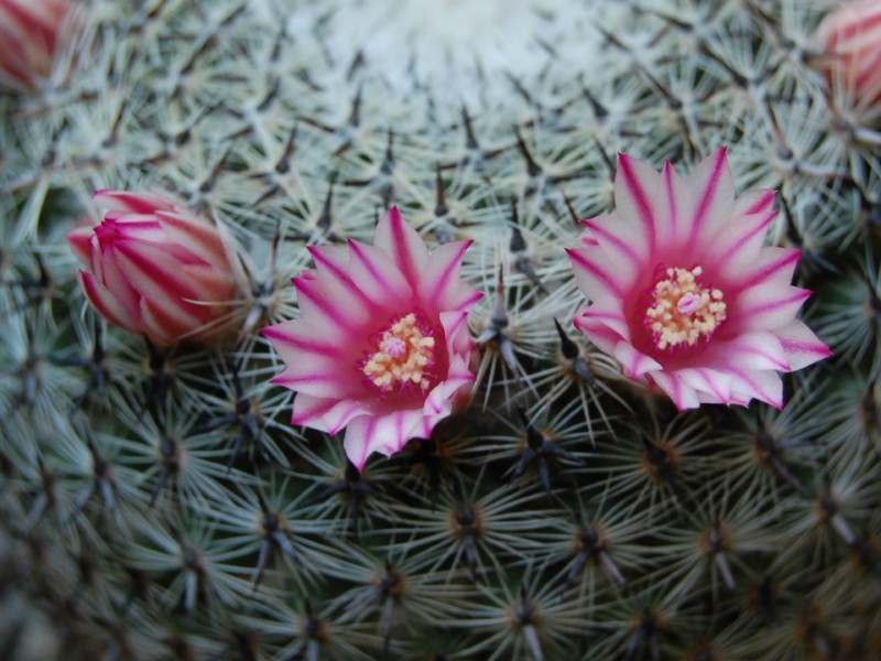 Mammillaria aff. formosa ROG 326