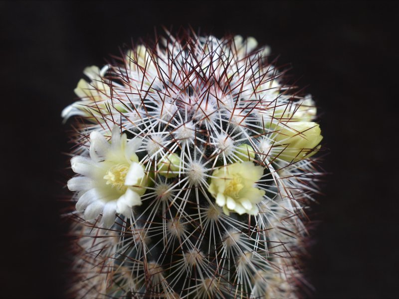 Mammillaria buxbaumeriana ROG 388