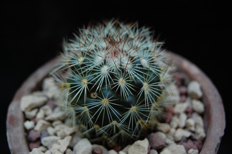 Mammillaria buxbaumeriana ROG 388