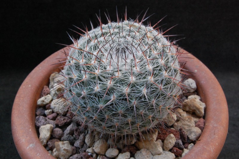 Mammillaria aff. woodsii ROG 580