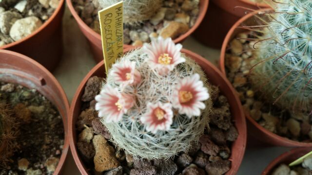 Mammillaria roseocentra 