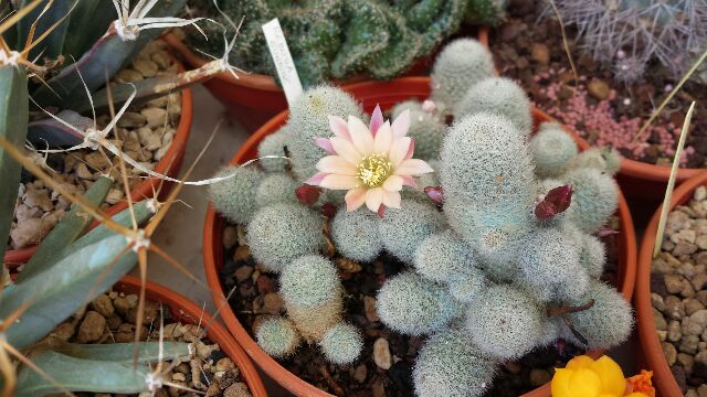 Rebutia cv. sunrise 