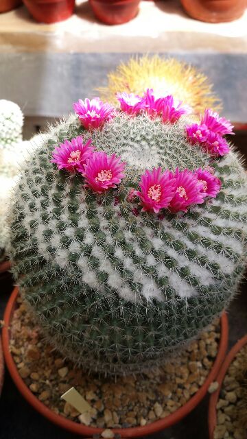 Mammillaria hahniana 