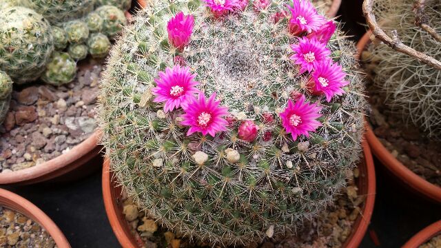 Mammillaria hahniana 