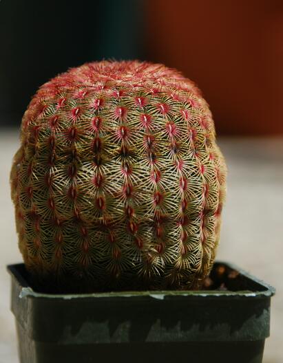 Echinocereus rigidissimus ssp. rubispinus 