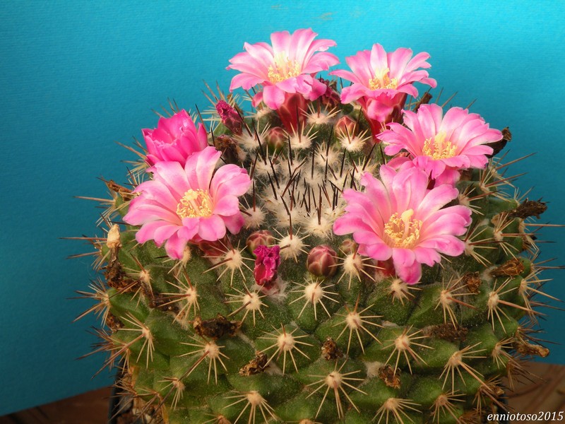 Mammillaria melanocentra ssp. rubrograndis 