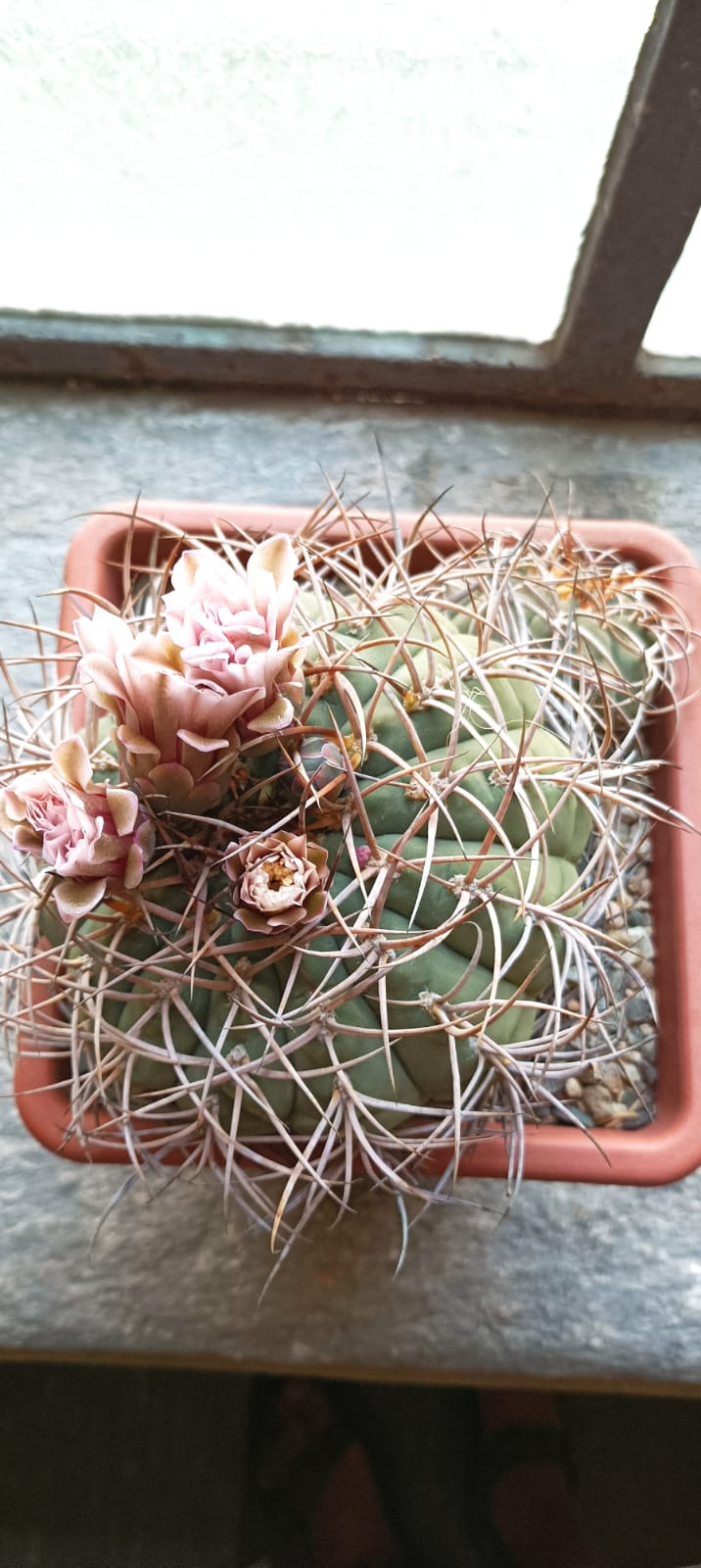 Gymnocalycium cardenasianum 