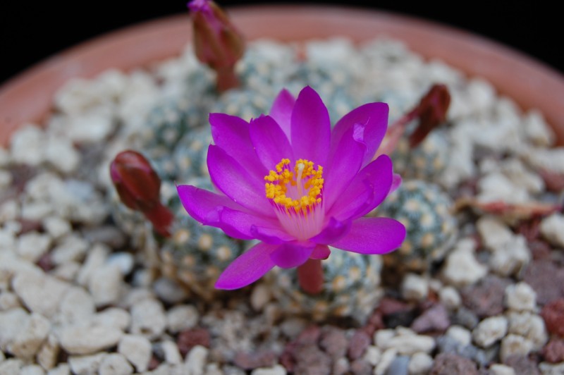 Mammillaria saboae ssp. haudeana 