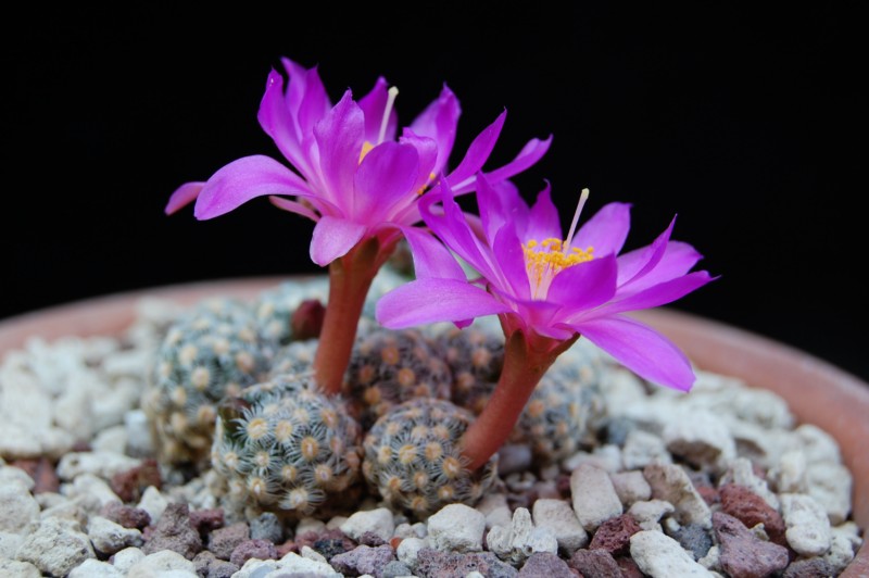 Mammillaria saboae ssp. haudeana 