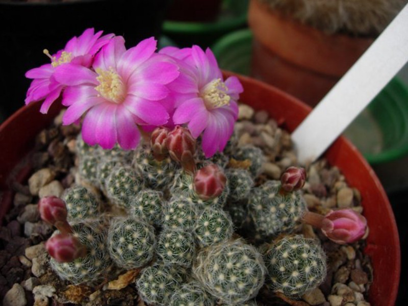 Mammillaria saboae 