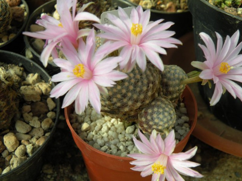 Mammillaria saboae ssp. goldii 