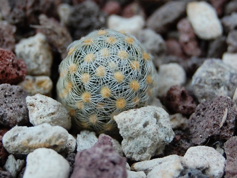 Mammillaria saboae ssp. goldii 