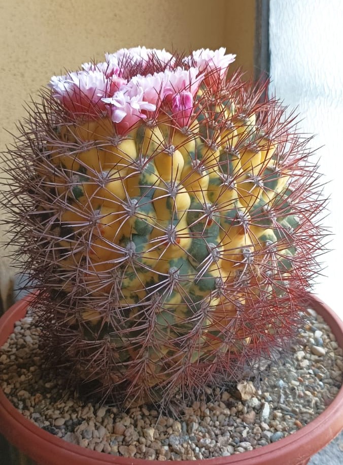 Gymnocalycium saglionis 