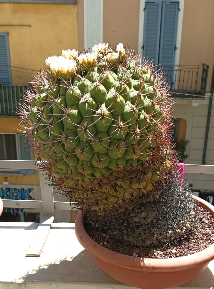 Gymnocalycium saglionis 