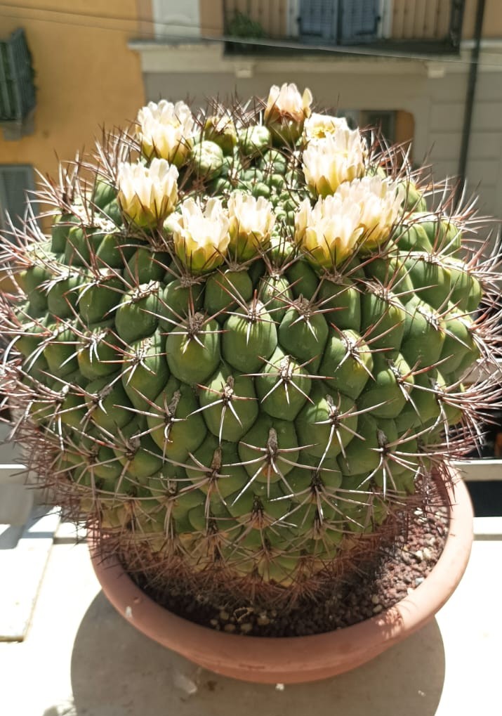 Gymnocalycium saglionis 