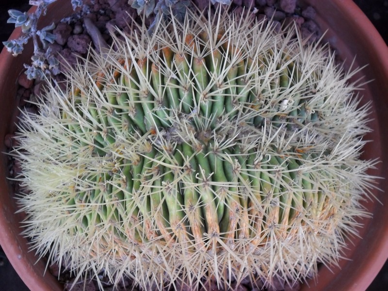 Echinocactus grusonii f. cristatus 