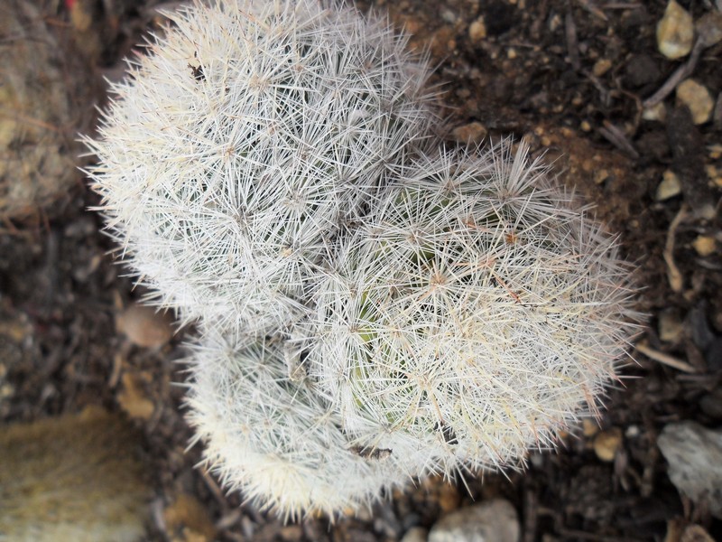 Mammillaria candida 