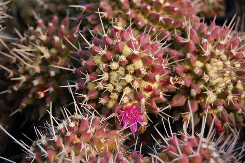 Mammillaria sartorii 