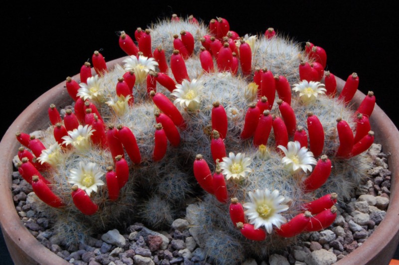 Mammillaria prolifera ssp. texana SB 1577