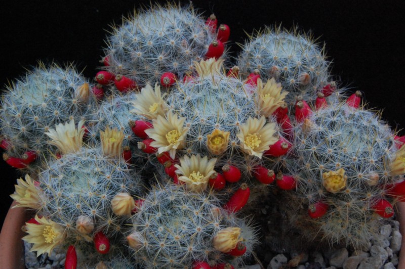 Mammillaria prolifera ssp. texana SB 1577