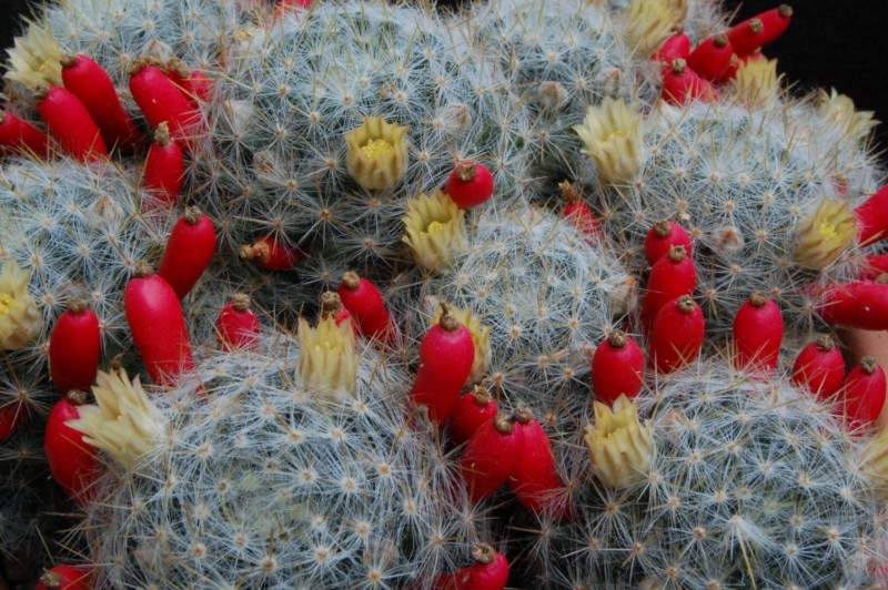 Mammillaria prolifera ssp. texana SB 1577