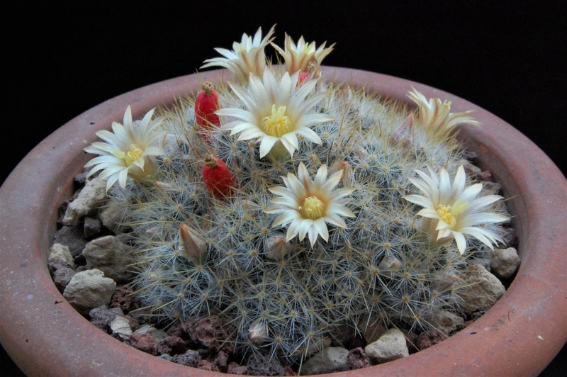 Mammillaria prolifera ssp. texana SB 713