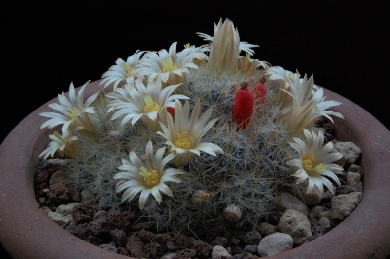 Mammillaria prolifera ssp. texana SB 713