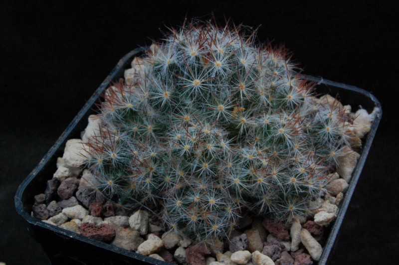 Mammillaria prolifera ssp. texana SB 856