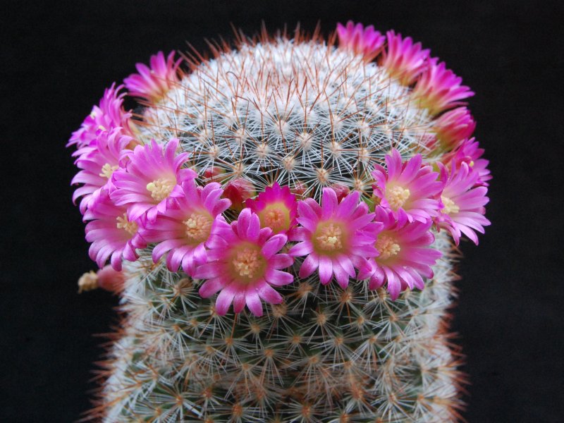 Mammillaria rekoi SB 581