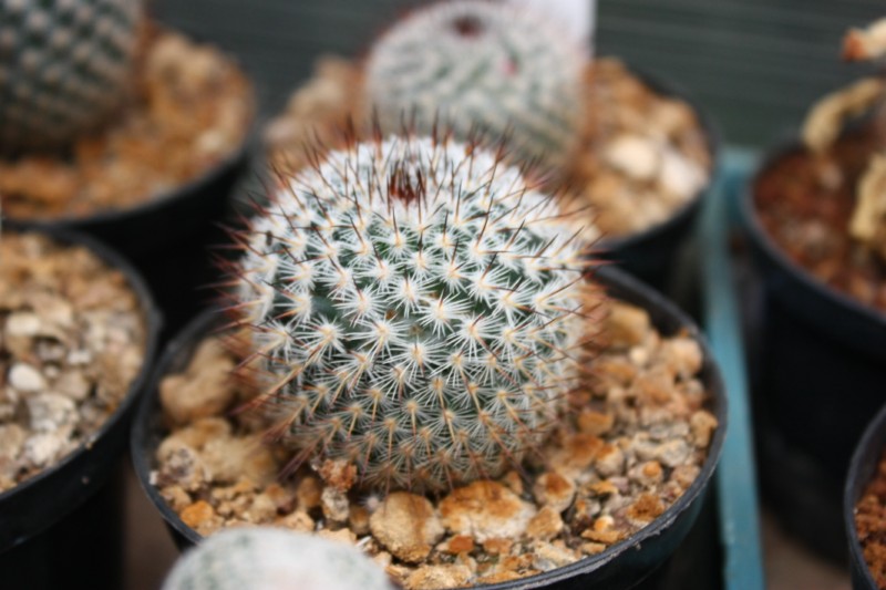 Mammillaria haageana SB 680