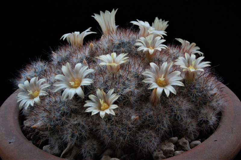 Mammillaria prolifera ssp. texana SB 856