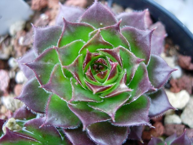 sempervivum balcanicum