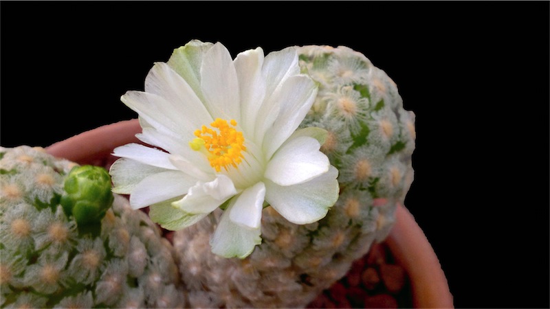 Mammillaria theresae f. albiflora 