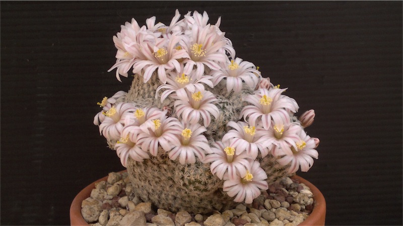 Mammillaria sanchez-mejoradae 