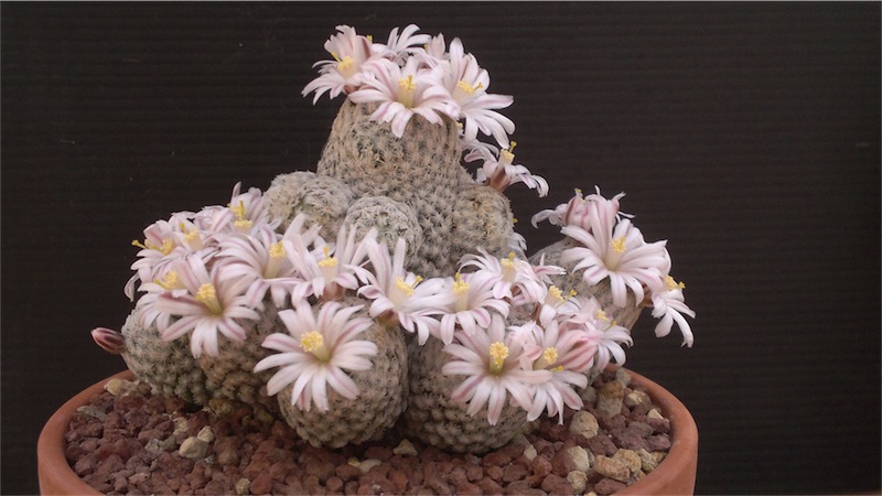 Mammillaria sanchez-mejoradae 