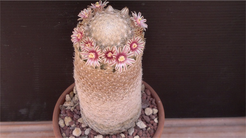 Mammillaria denudata 