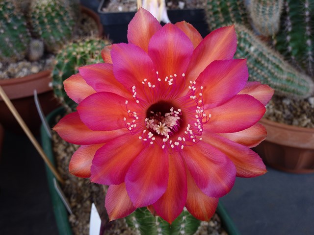 Echinopsis cv. raoul wallenberg 