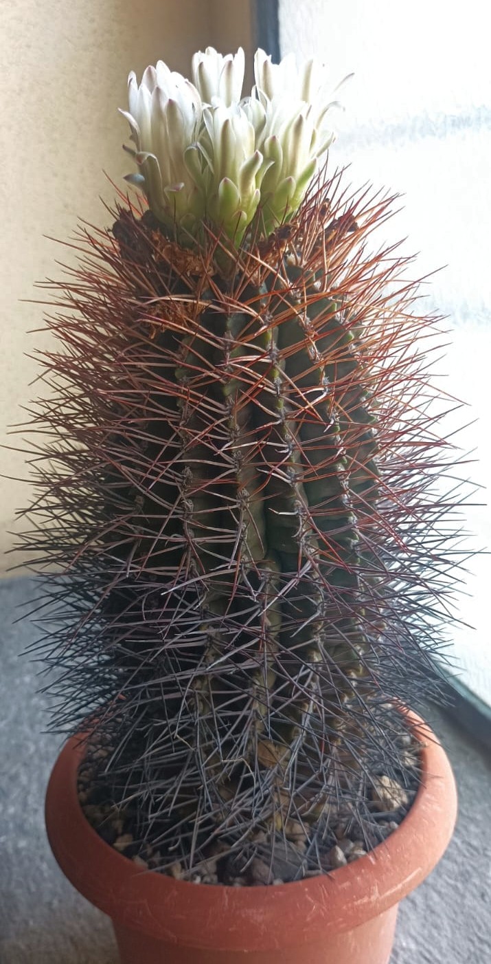 Gymnocalycium schickendantzii 