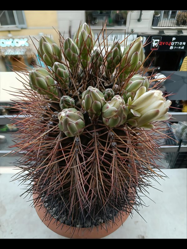 Gymnocalycium schickendantzii 