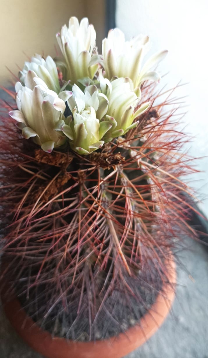 Gymnocalycium schickendantzii 