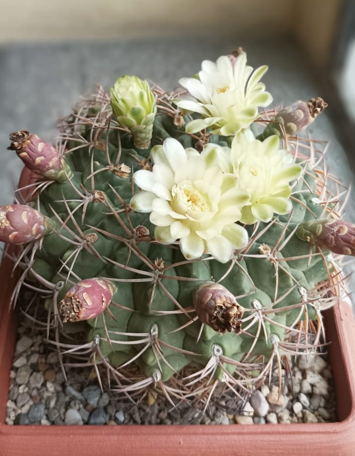 Gymnocalycium schickendantzii 