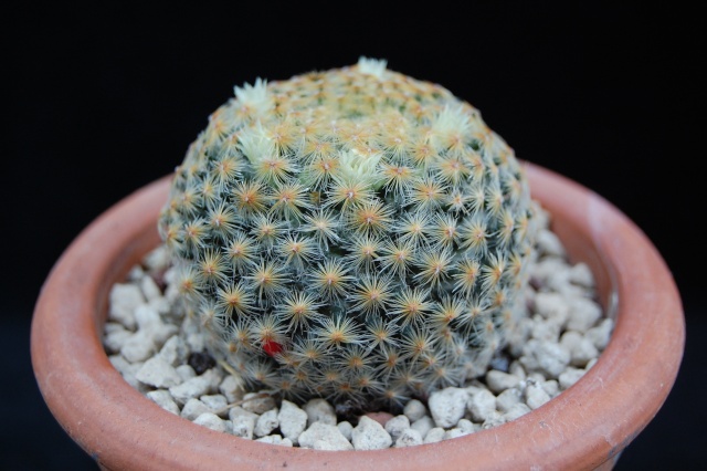 Mammillaria schiedeana 