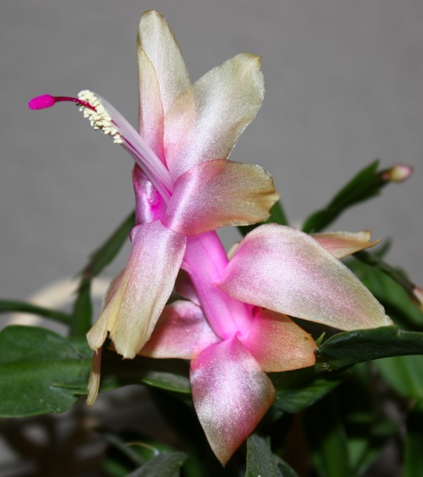 Schlumbergera hybrid 