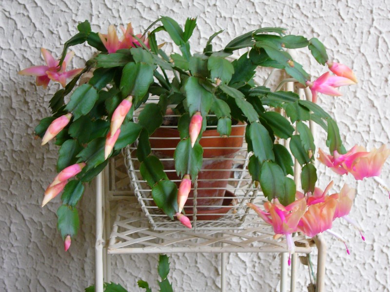 schlumbergera hybrid