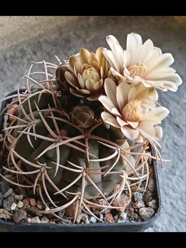 Gymnocalycium schmidianum 