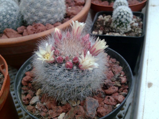 Mammillaria schwarzii 